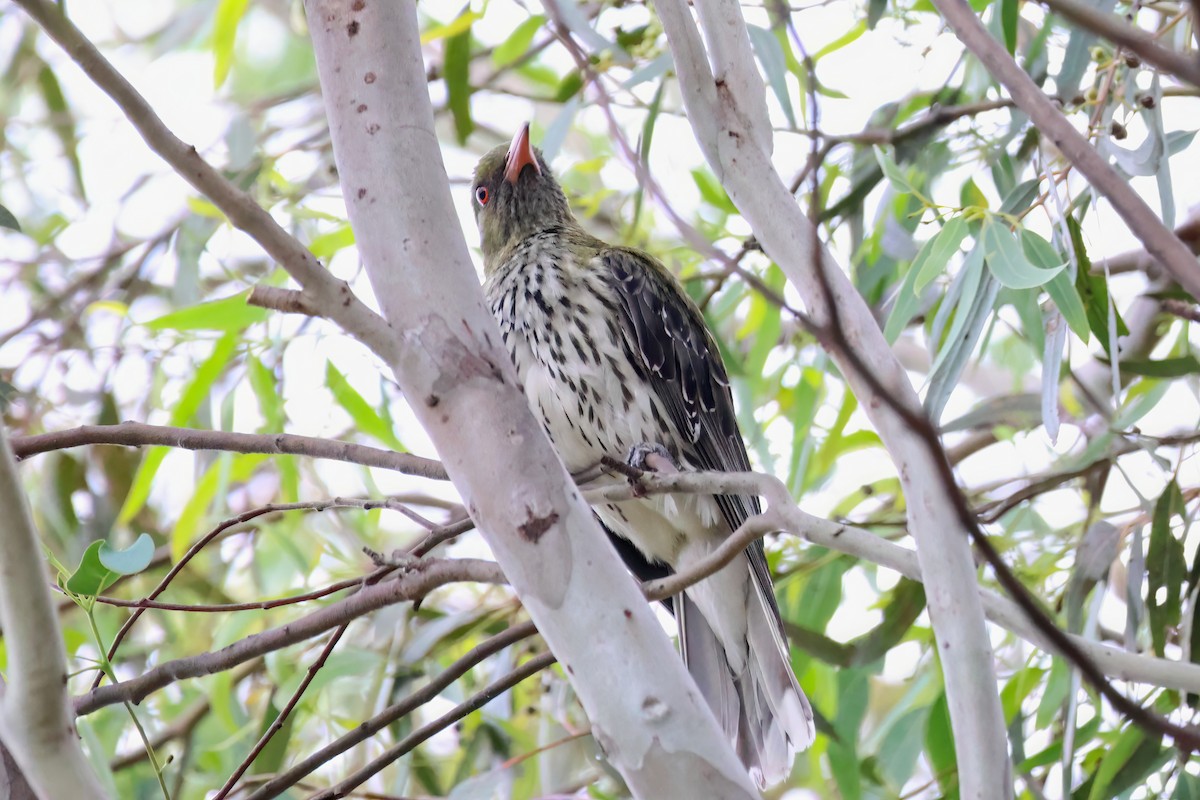 Olive-backed Oriole - ML611718088