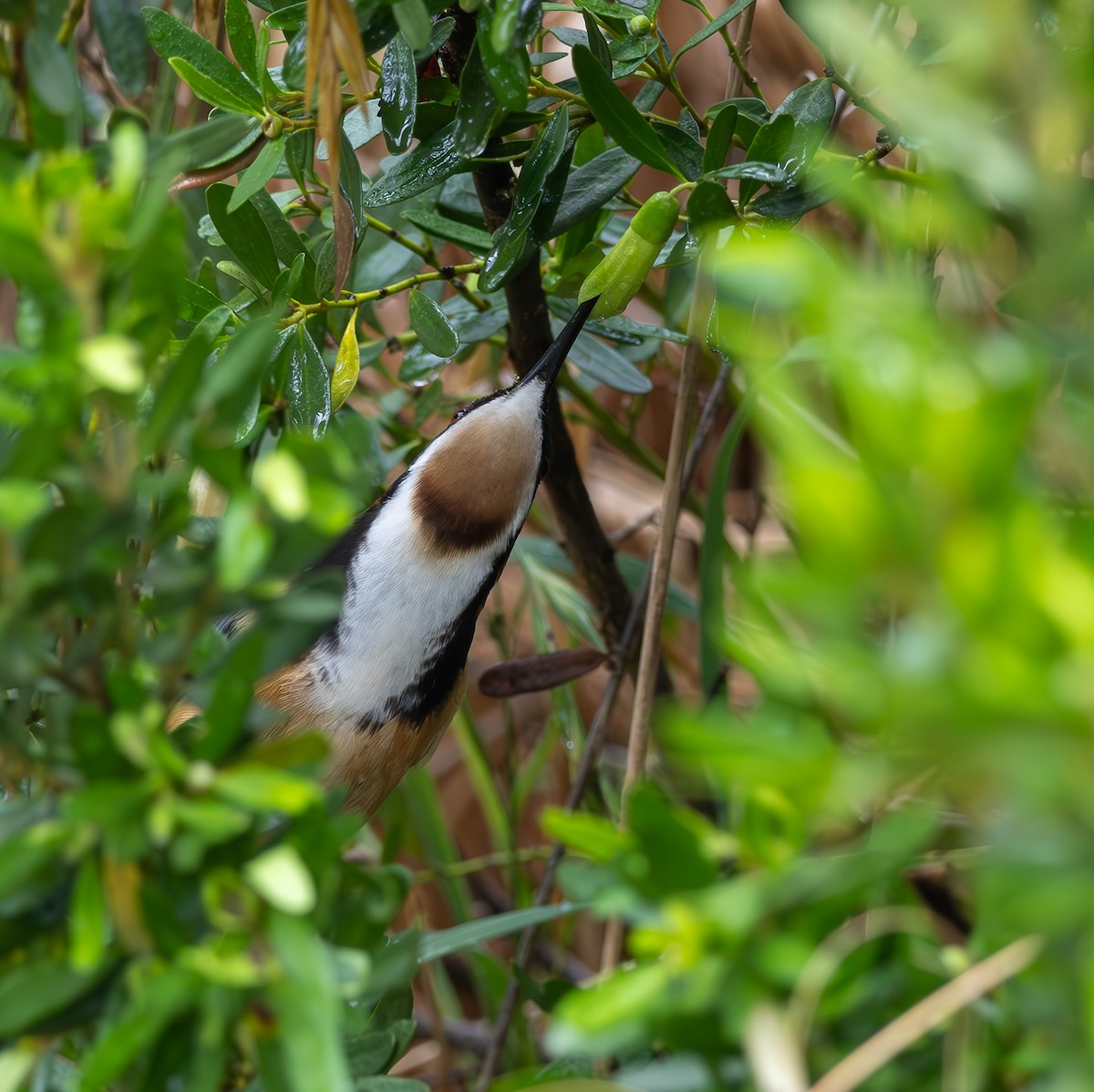 Eastern Spinebill - Andrew Heap