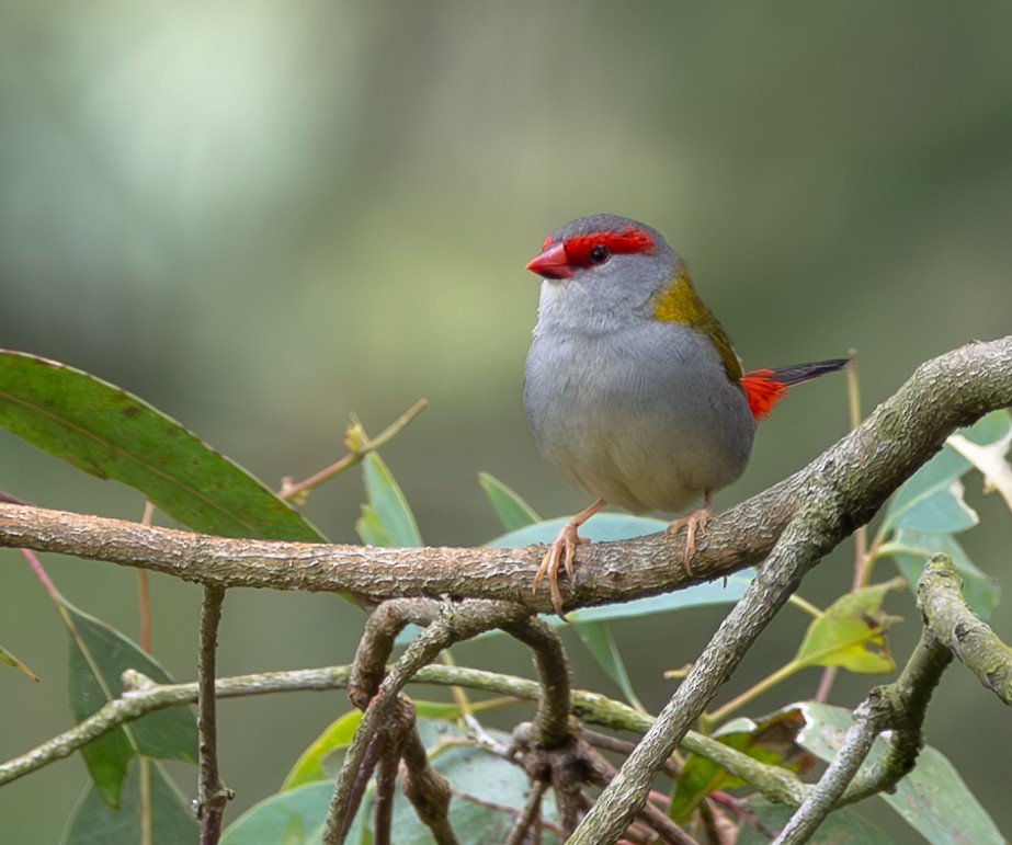 Red-browed Firetail - Andrew Heap