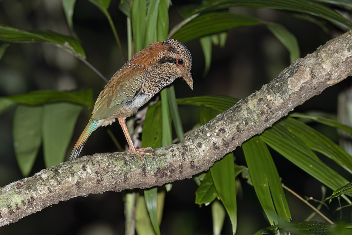 Brachyptérolle écaillé - ML611718103