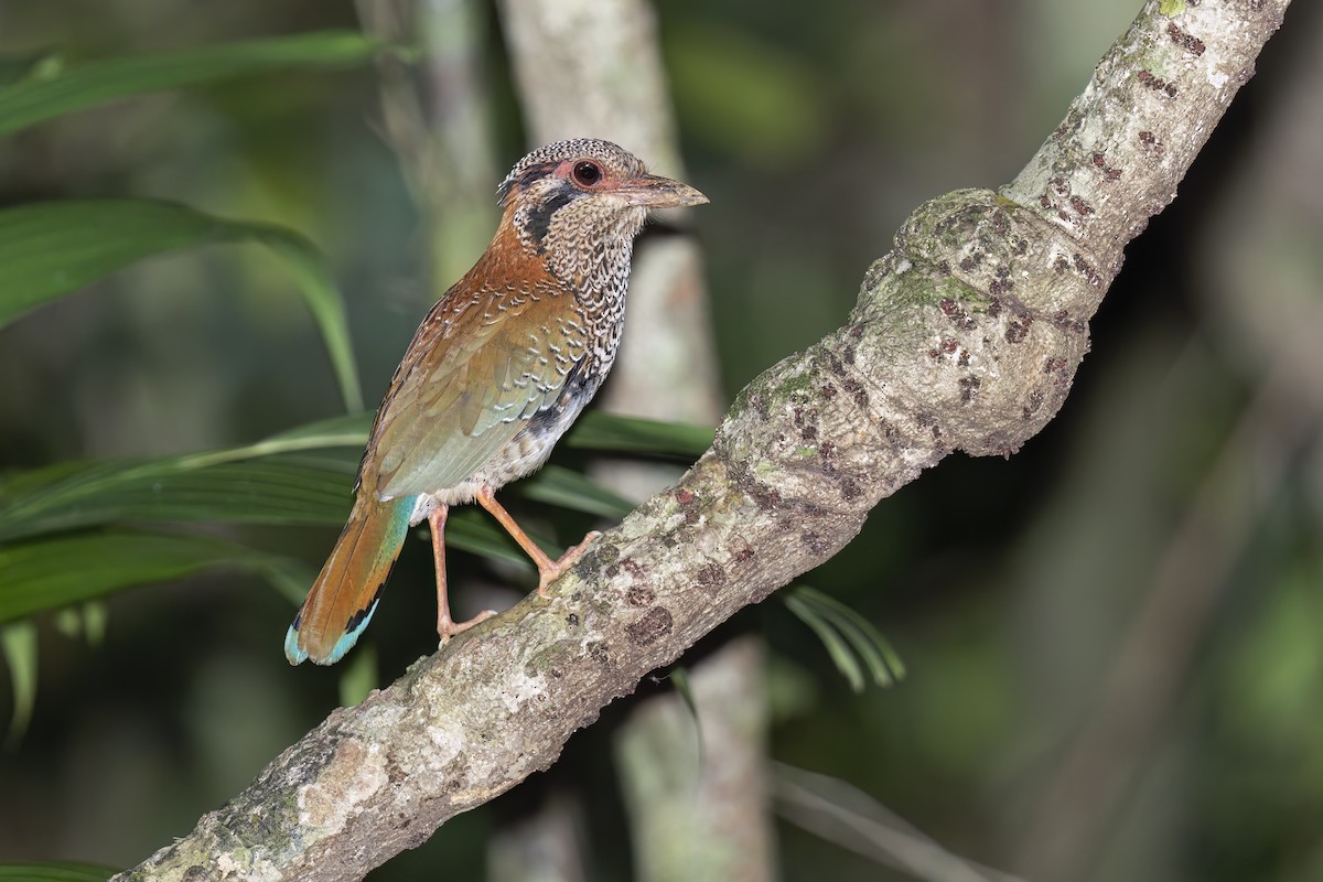 Brachyptérolle écaillé - ML611718104