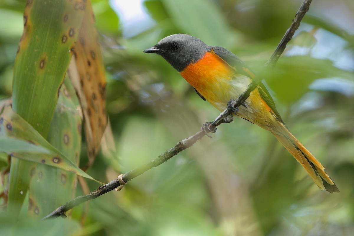 Minivet oranor - ML611718109