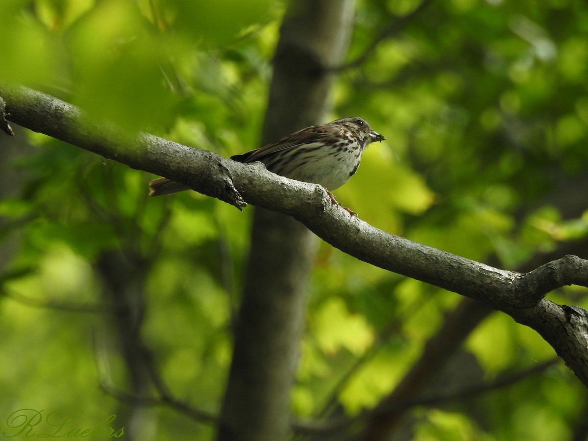 Song Sparrow - ML61171811