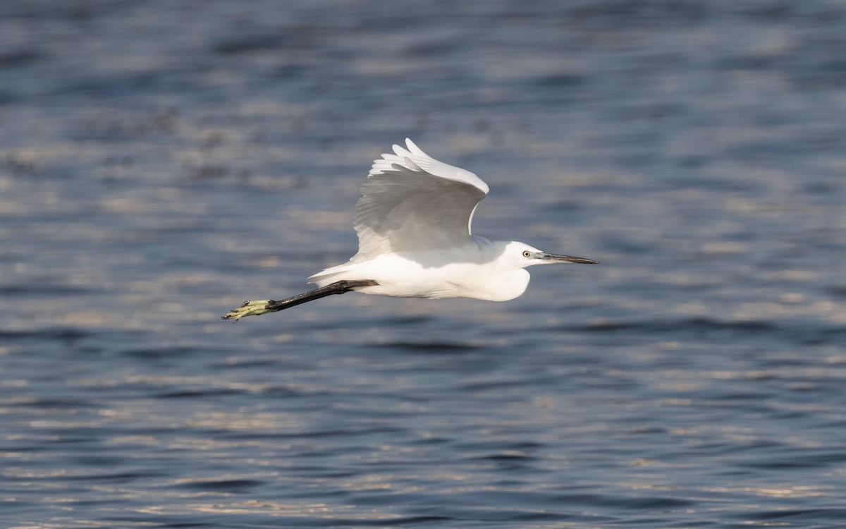 Little Egret - ML611718241