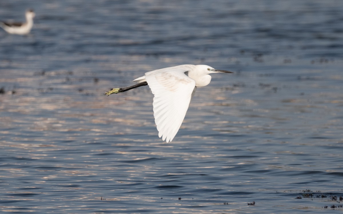 Little Egret - ML611718242