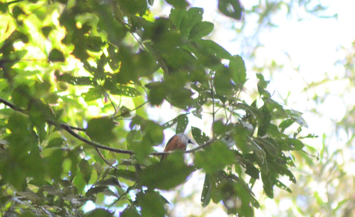 Black-faced Monarch - ML611718278