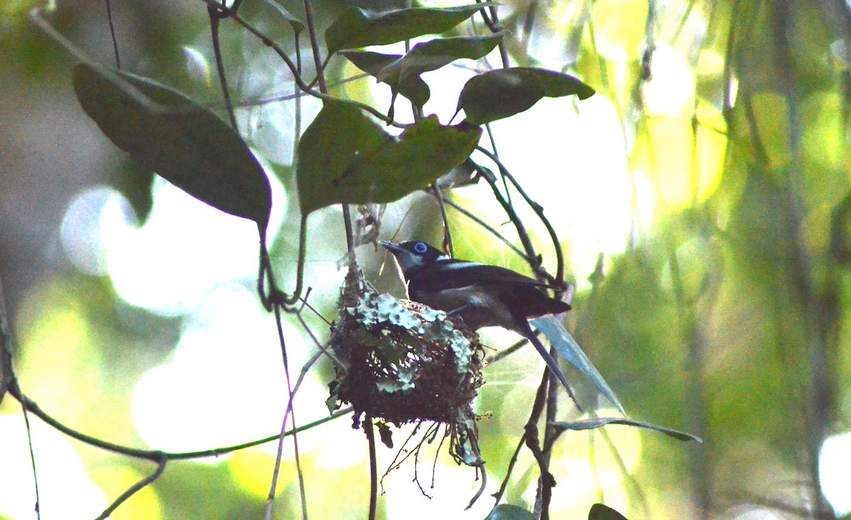 Pied Monarch - ML611718294