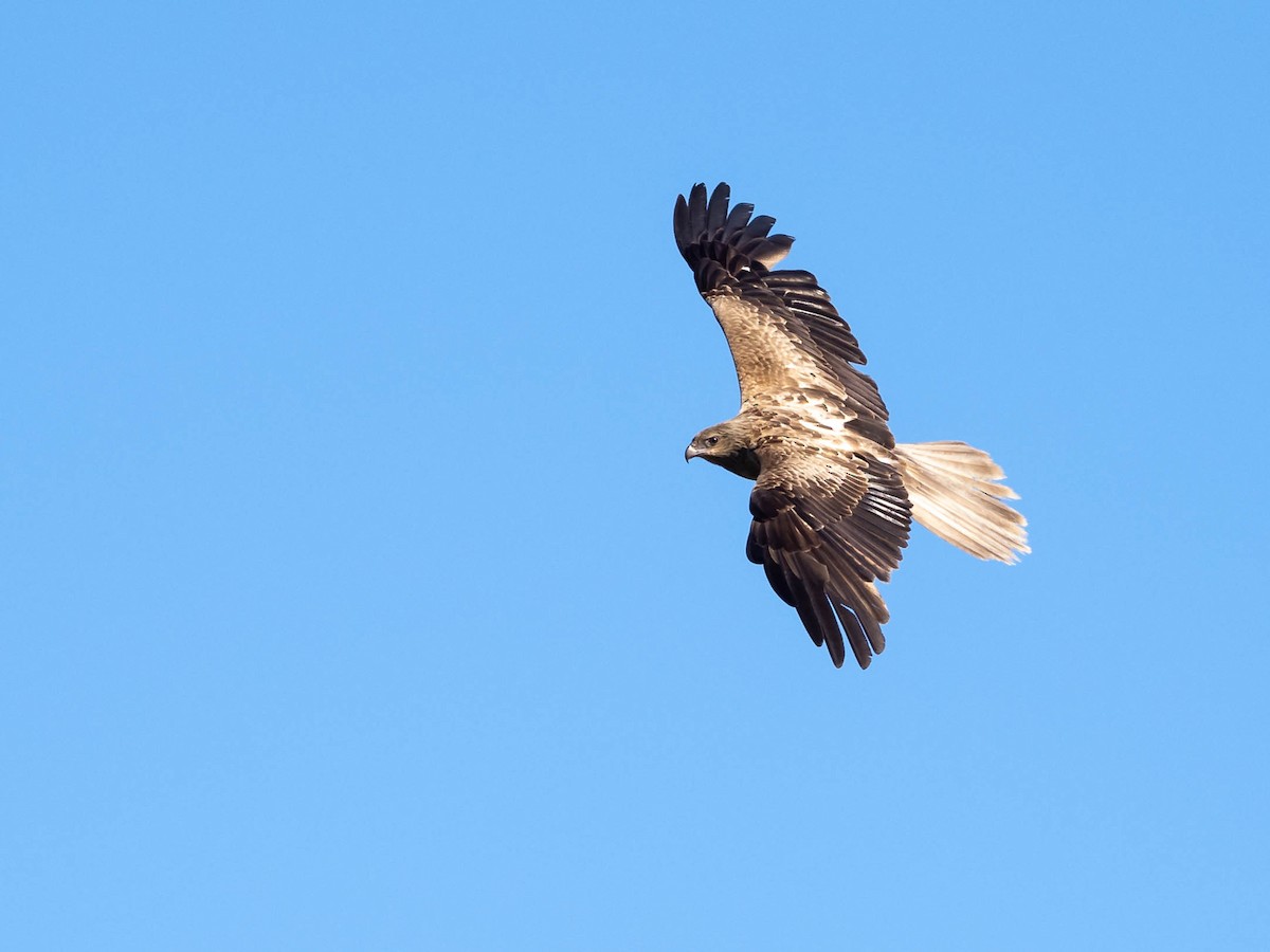 Whistling Kite - ML611718296