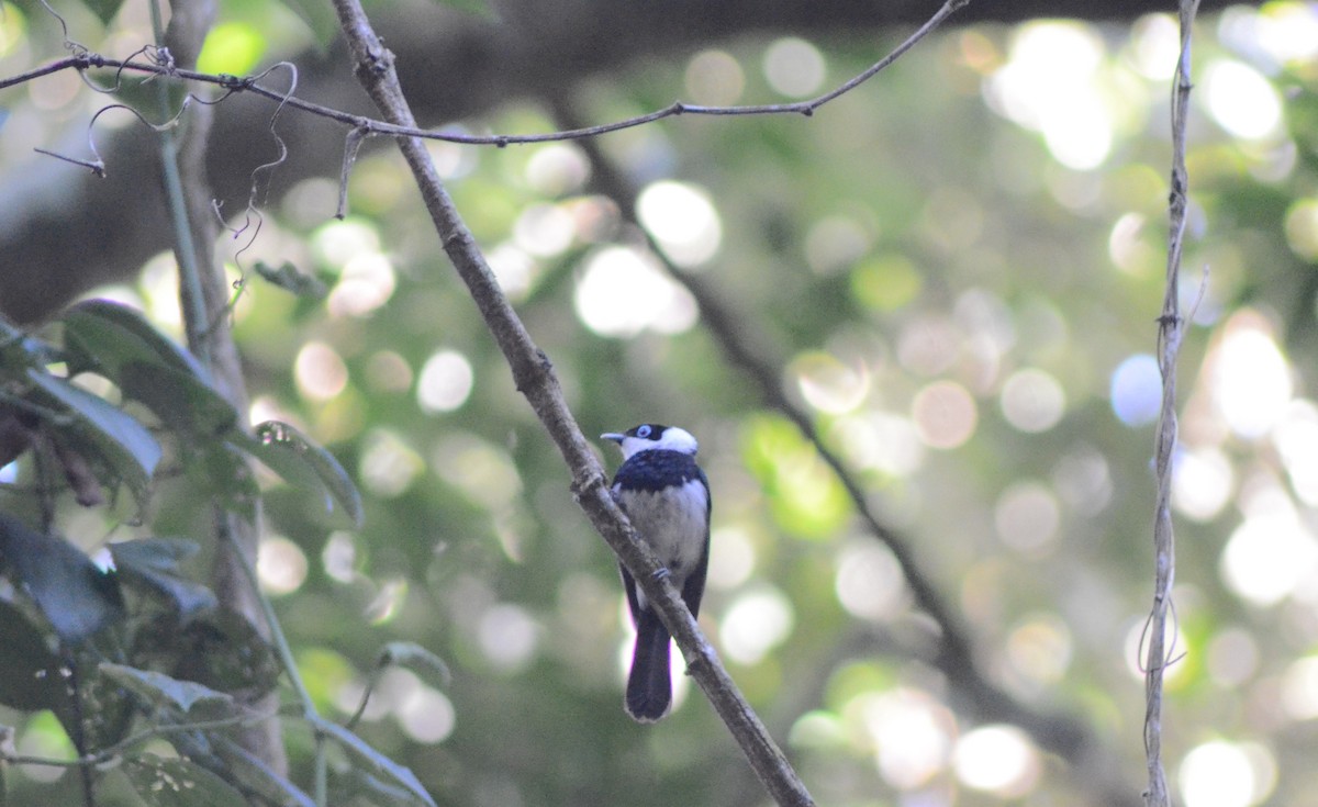 Pied Monarch - ML611718319