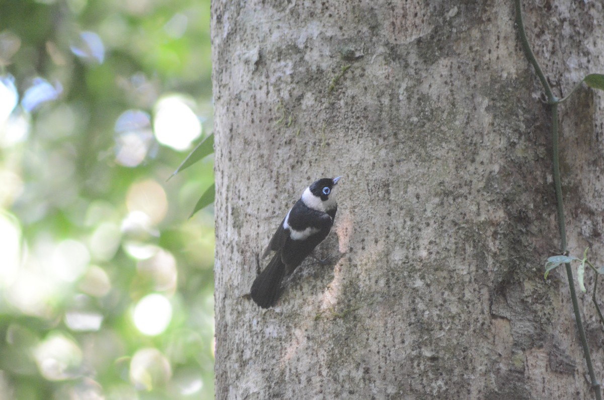 Pied Monarch - Olivier Marchal