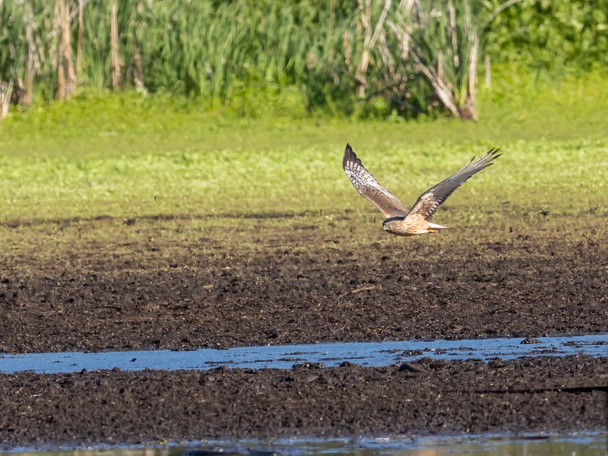 Swamp Harrier - ML611718348