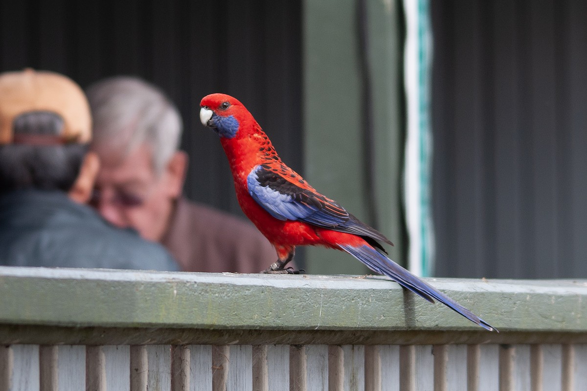 Crimson Rosella (Crimson) - ML611718349