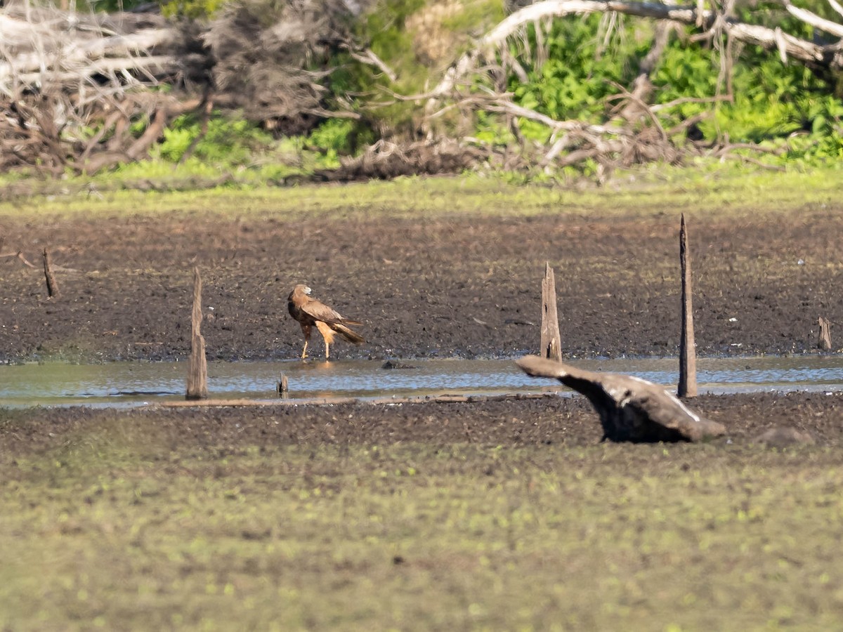 Swamp Harrier - ML611718353