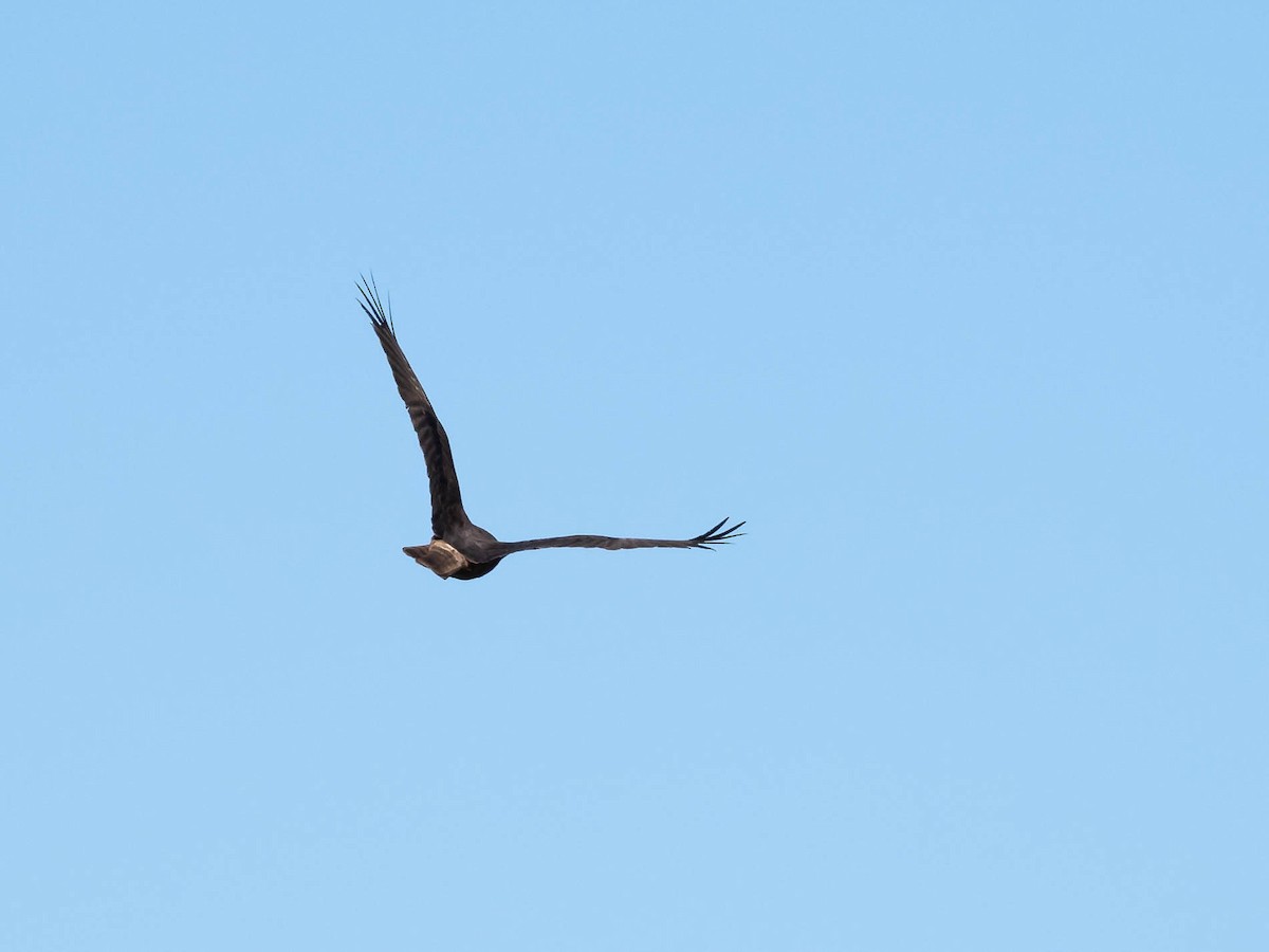 Swamp Harrier - ML611718361