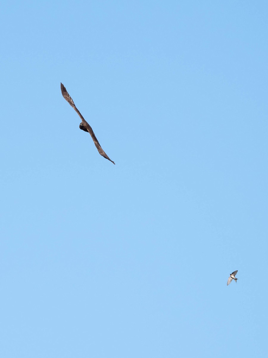 Swamp Harrier - ML611718362