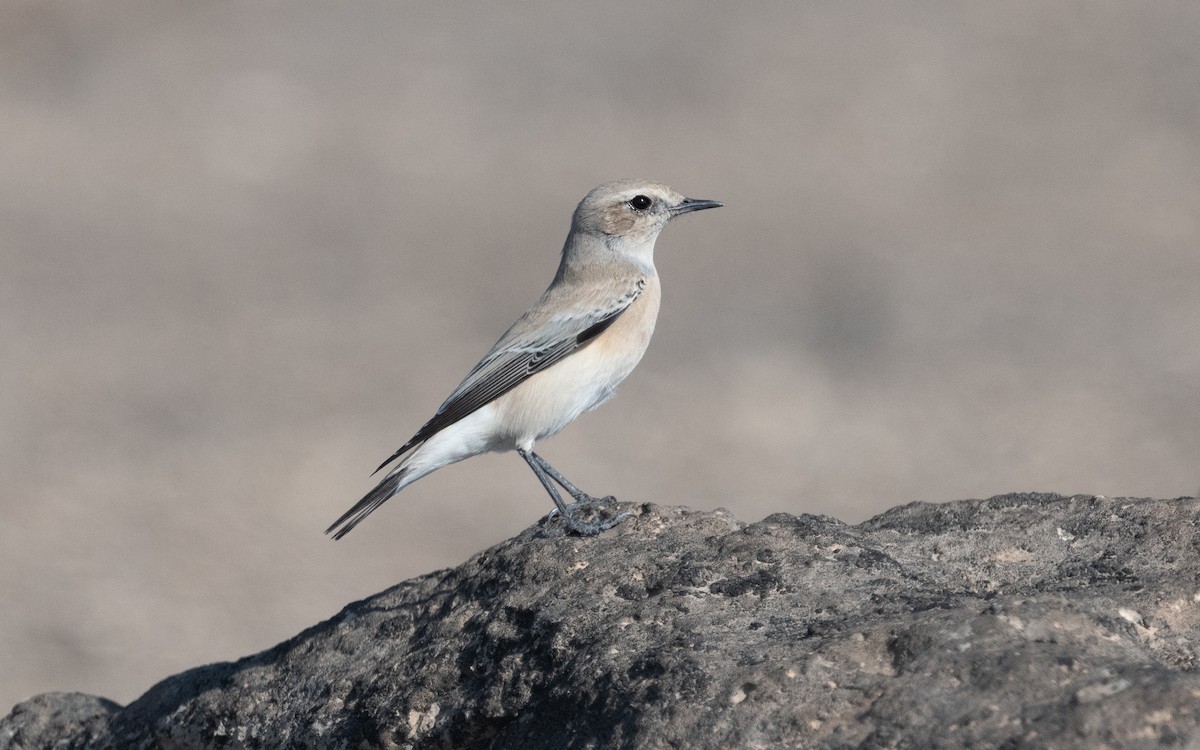 Desert Wheatear - ML611718363