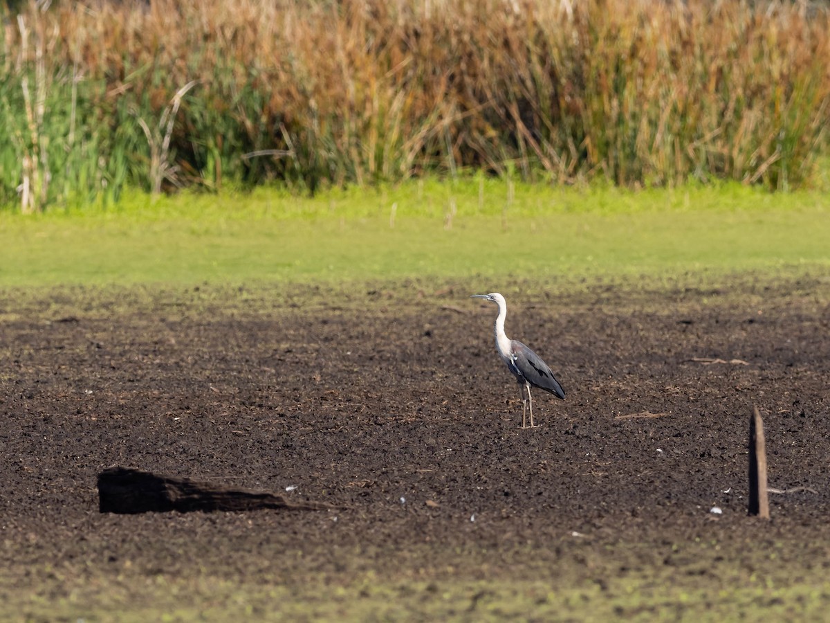 Pacific Heron - ML611718365