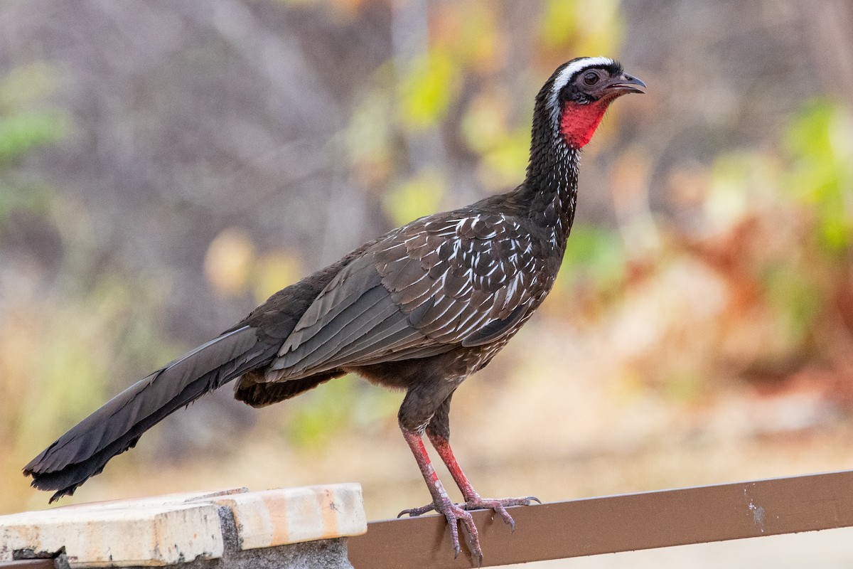 White-browed Guan - ML611718397