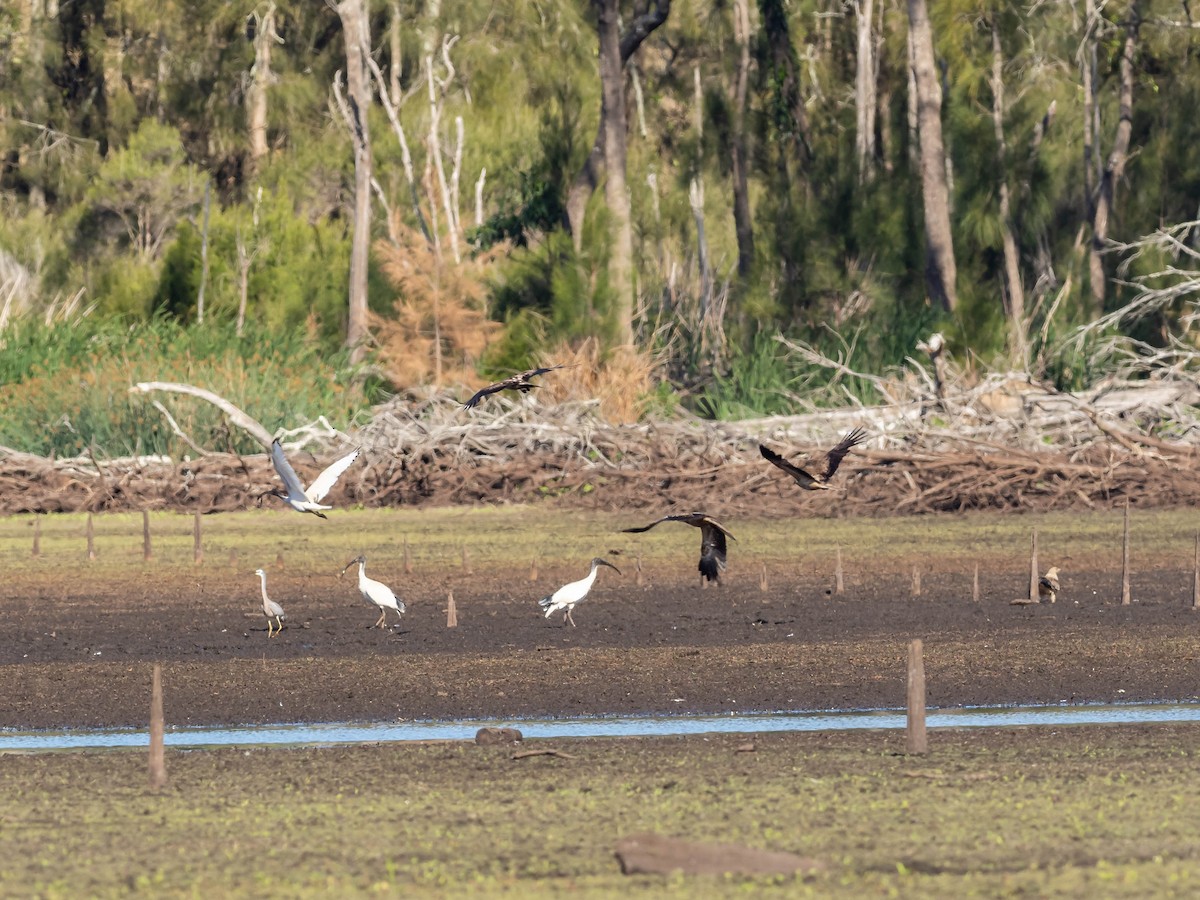 Ibis à cou noir - ML611718398