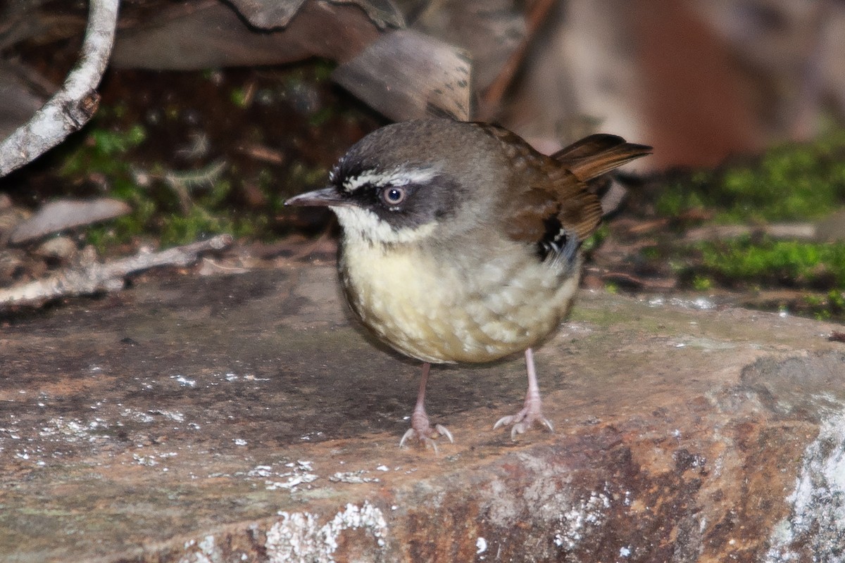 White-browed Scrubwren (Buff-breasted) - Miguel Rouco