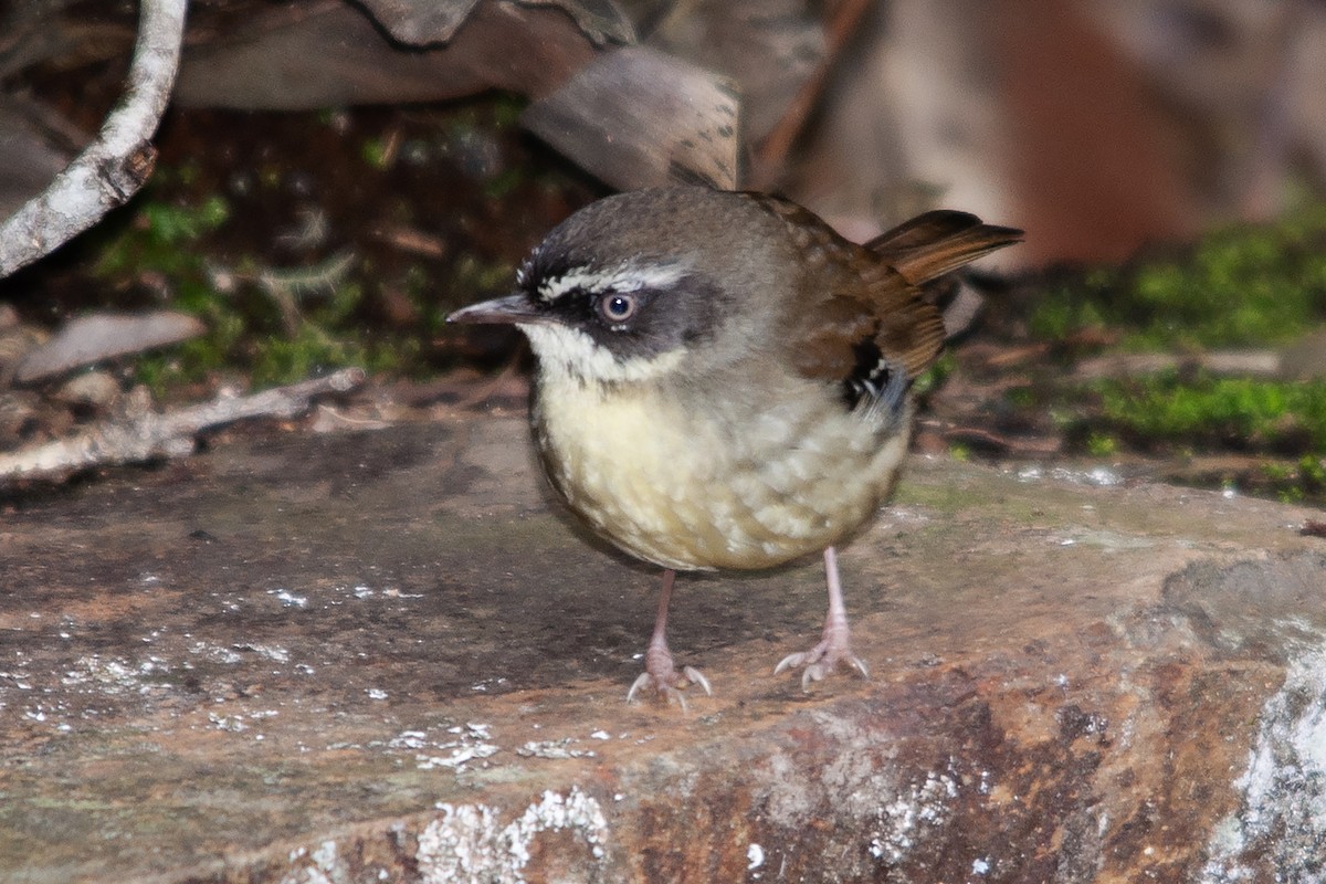 White-browed Scrubwren (Buff-breasted) - ML611718425