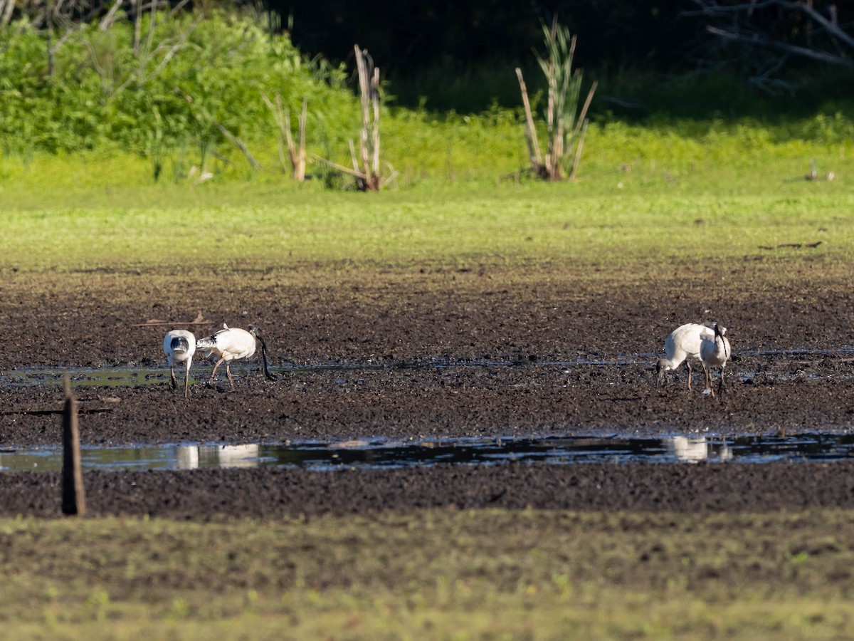 Ibis à cou noir - ML611718441