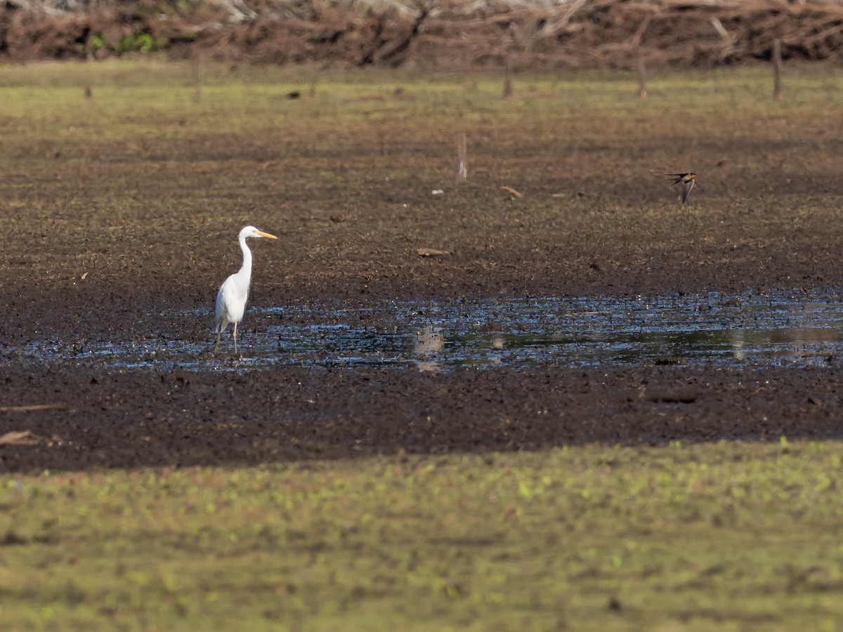 aigrette ou héron blanc sp. - ML611718444