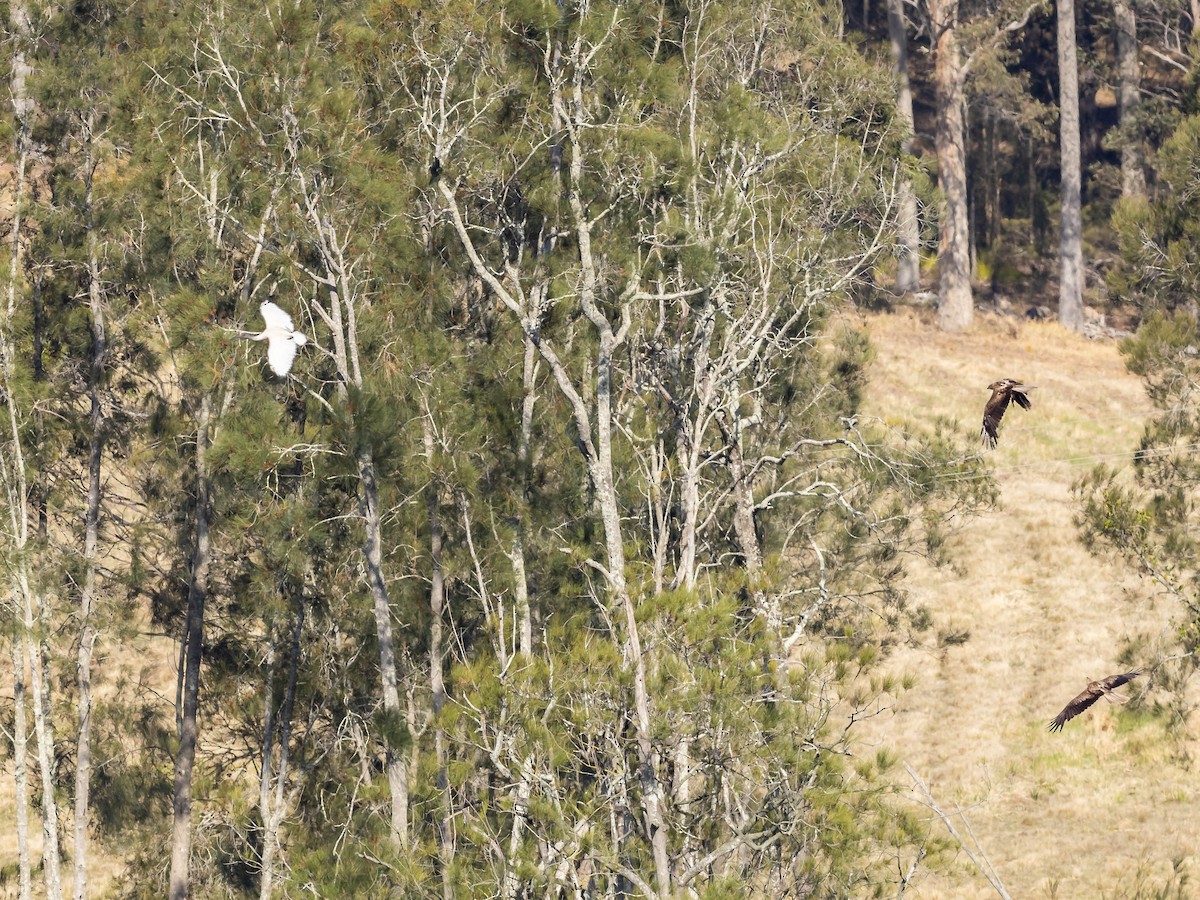 Whistling Kite - ML611718448