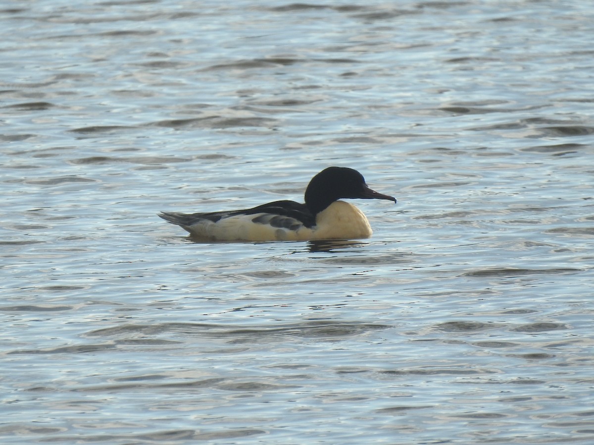 Common Merganser - ML611718465