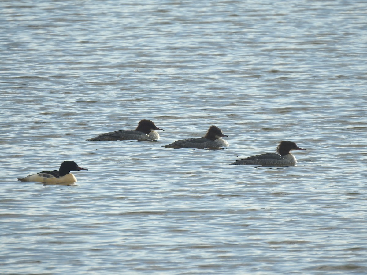 Common Merganser - ML611718471