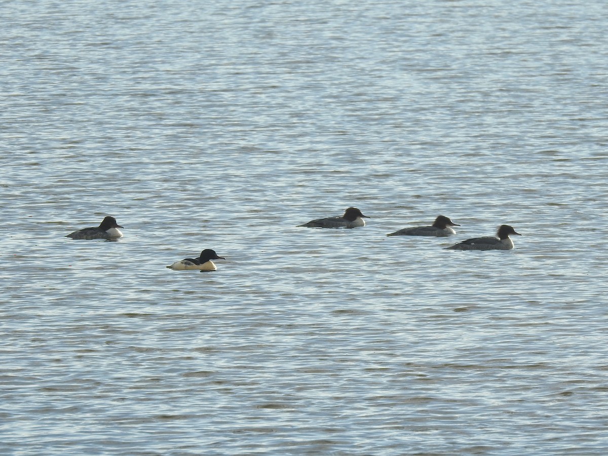 Common Merganser - ML611718474