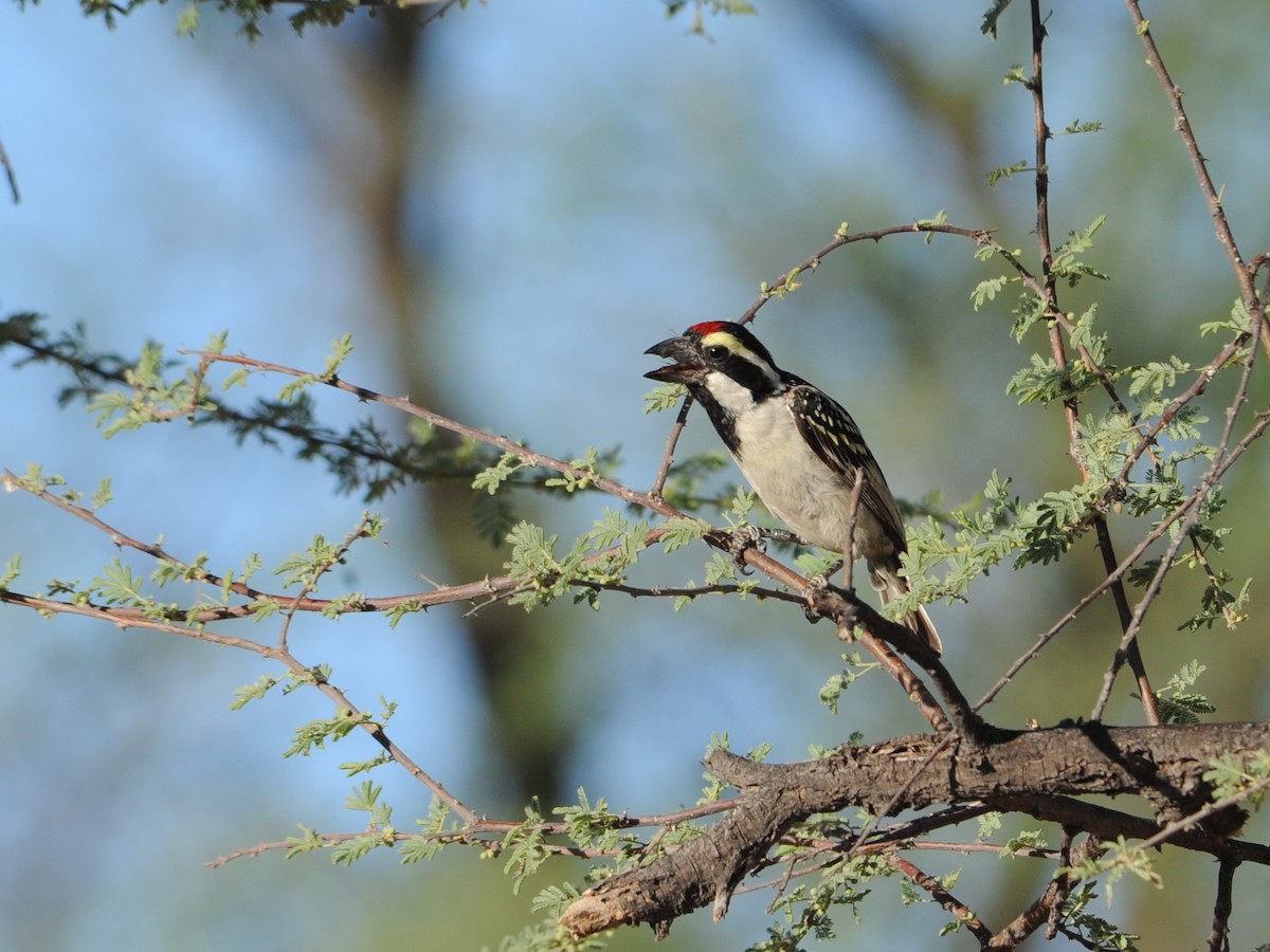 Pied Barbet - ML611718482