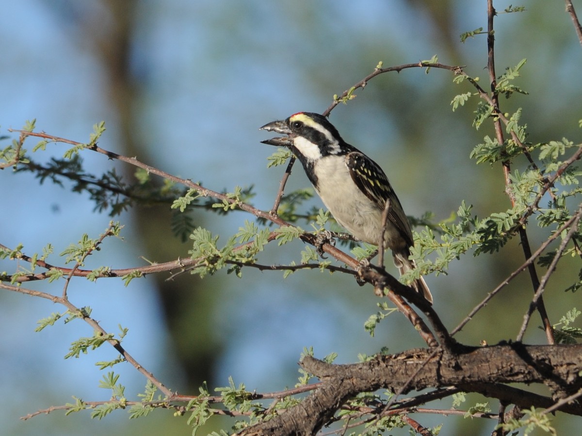 Pied Barbet - ML611718505