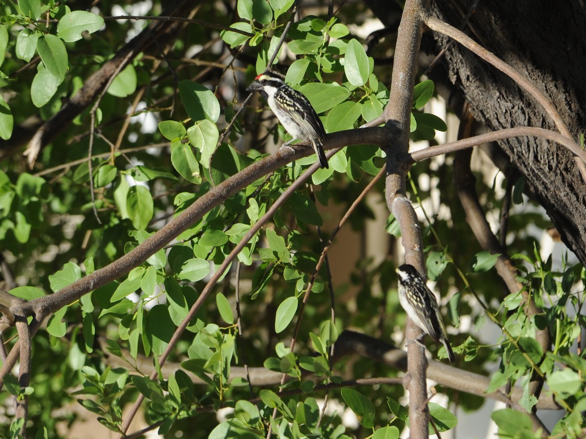 Pied Barbet - ML611718506