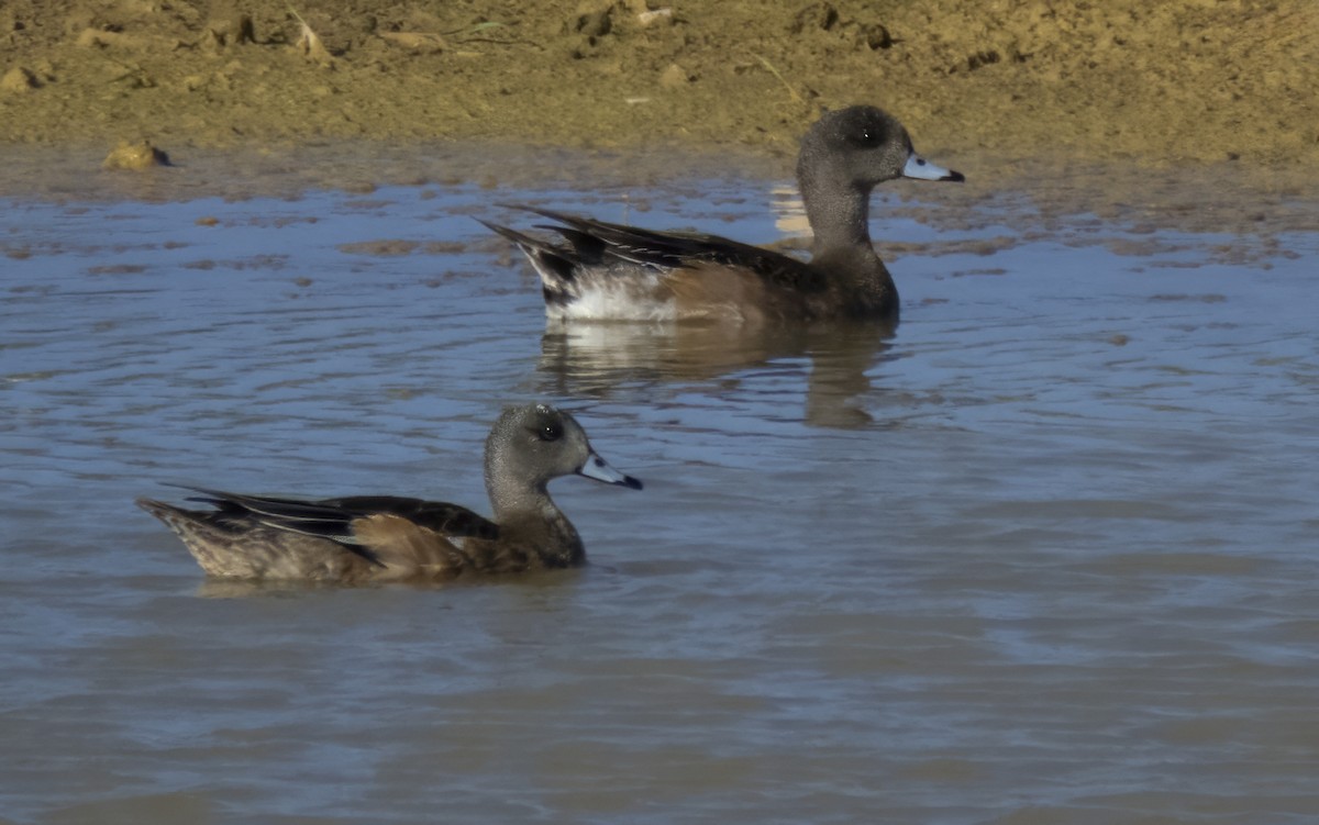 American Wigeon - ML611718566