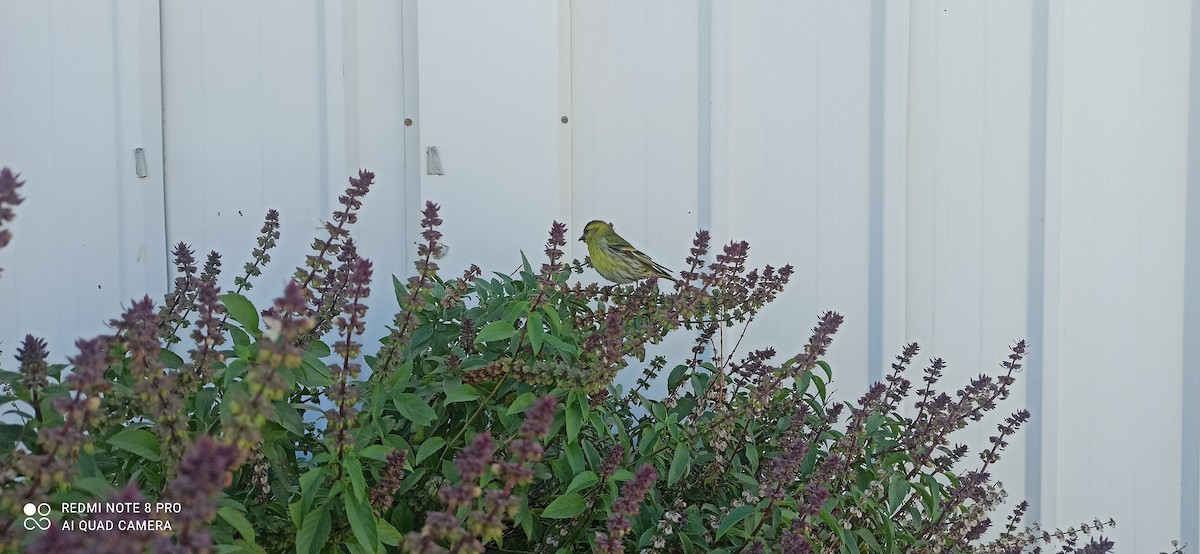 Eurasian Siskin - ML611718570