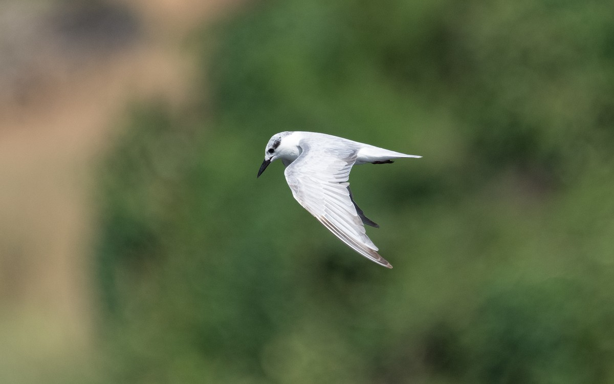 Whiskered Tern - ML611718597