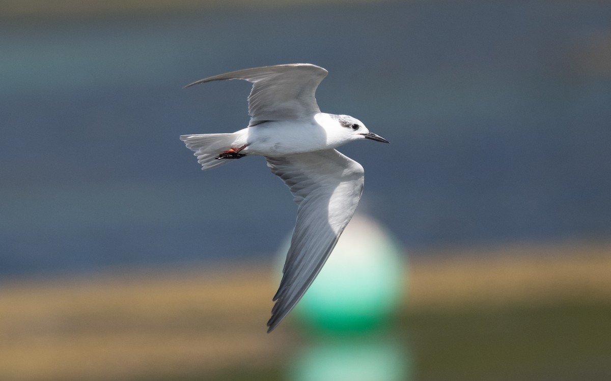 Whiskered Tern - ML611718598