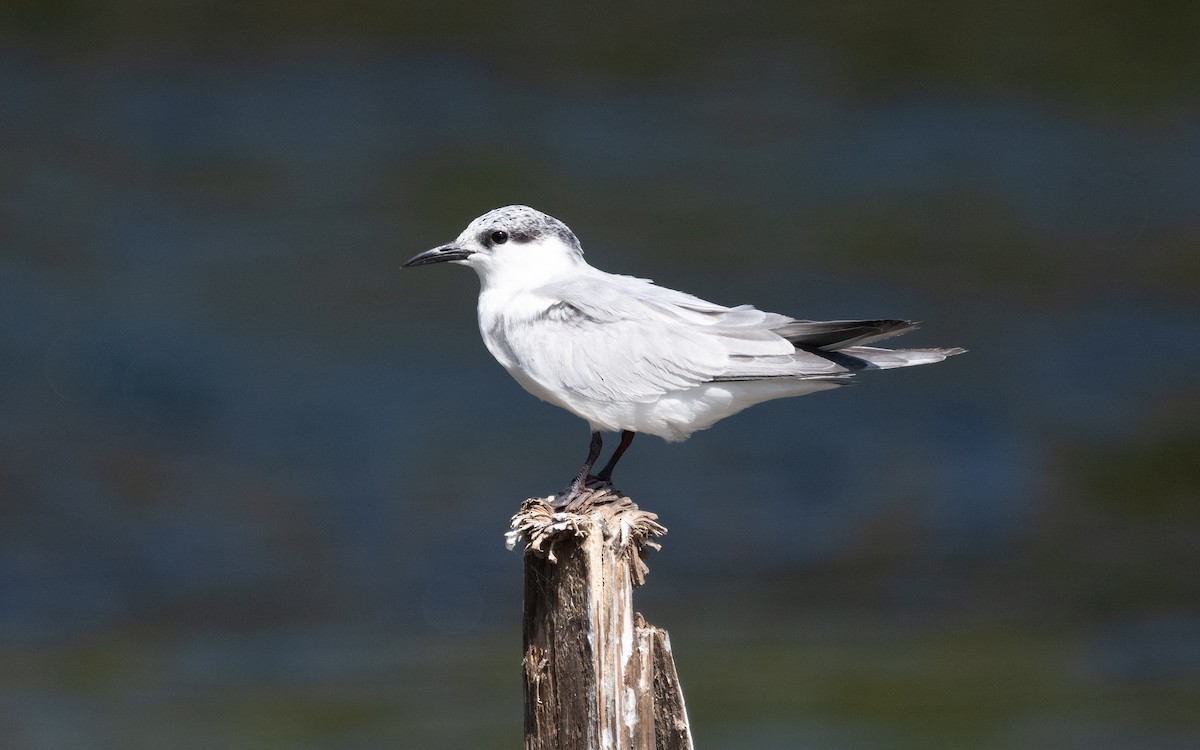 Whiskered Tern - ML611718599
