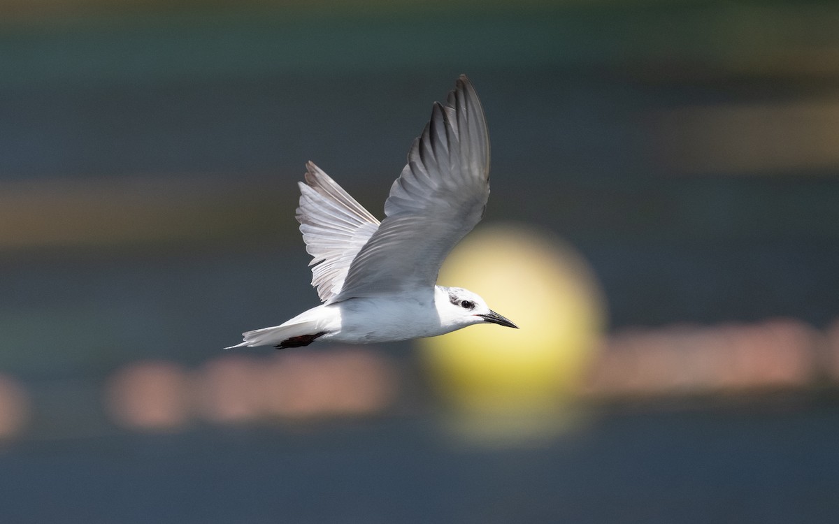 Whiskered Tern - ML611718600