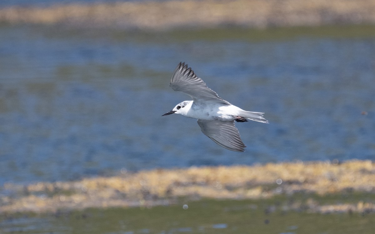 Whiskered Tern - ML611718601