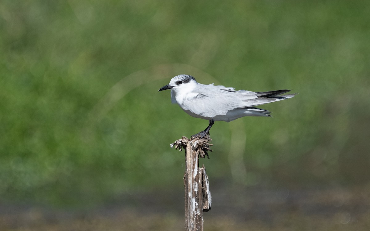 Whiskered Tern - ML611718602