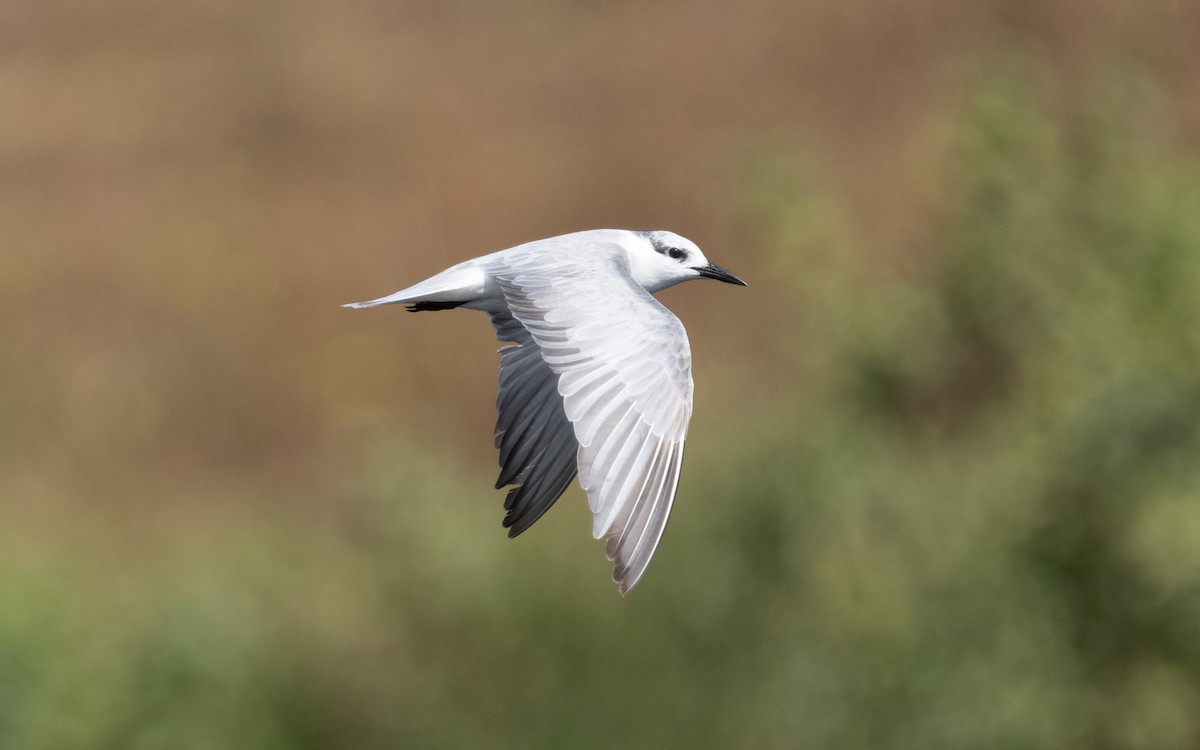 Whiskered Tern - ML611718603