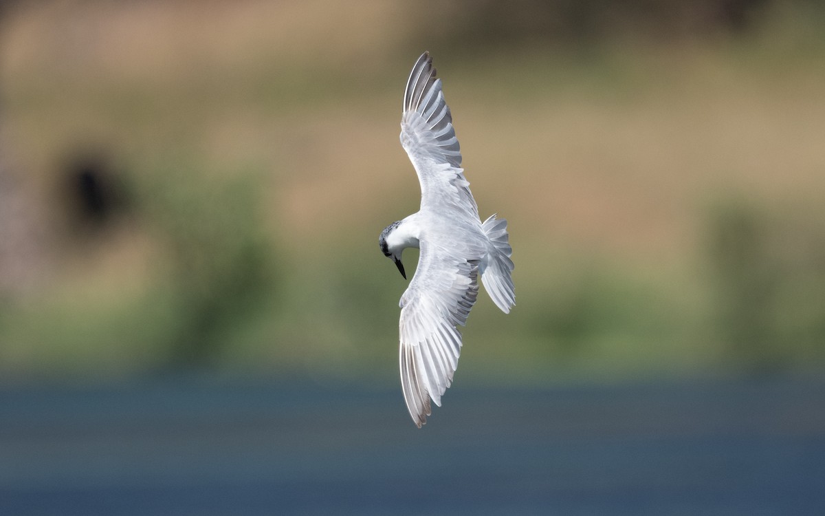 Whiskered Tern - ML611718604