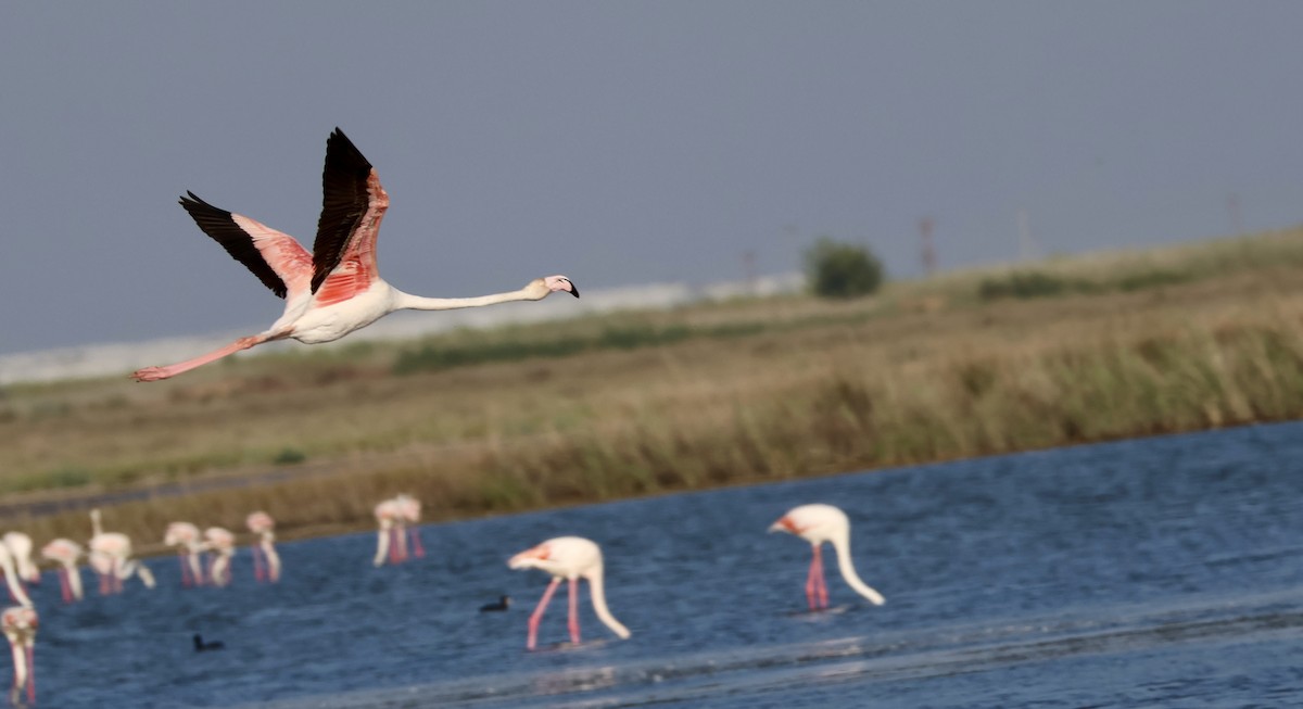 Greater Flamingo - ML611718609