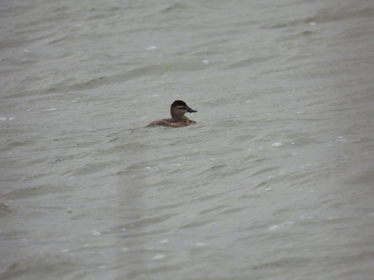 Ruddy Duck - ML611718667