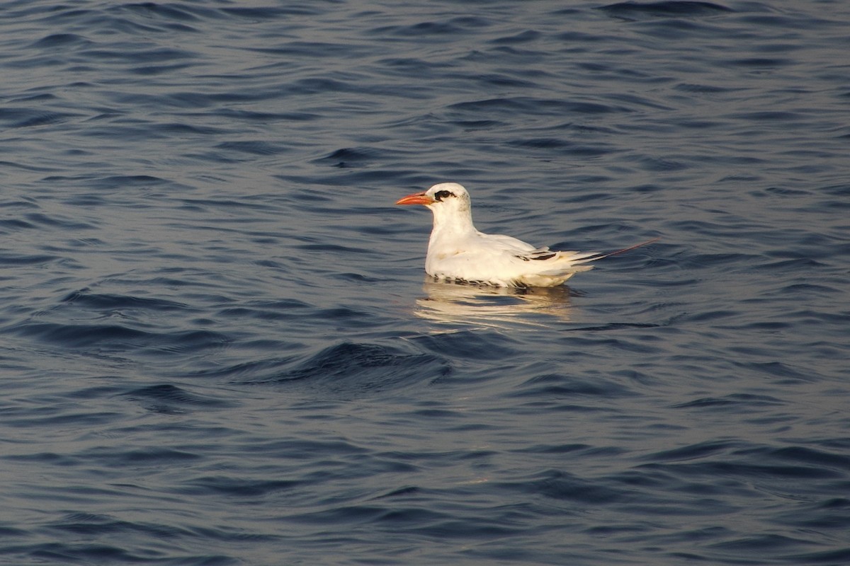 Red-tailed Tropicbird - Craig Robson