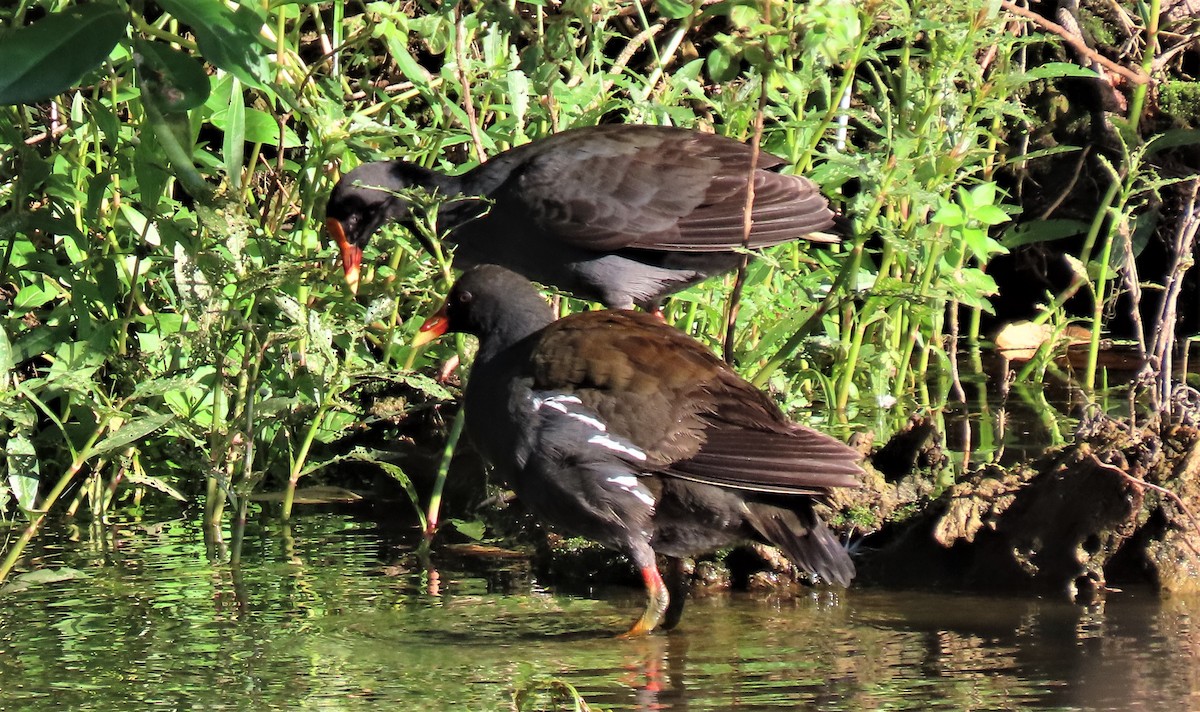 Dusky Moorhen - David Niland