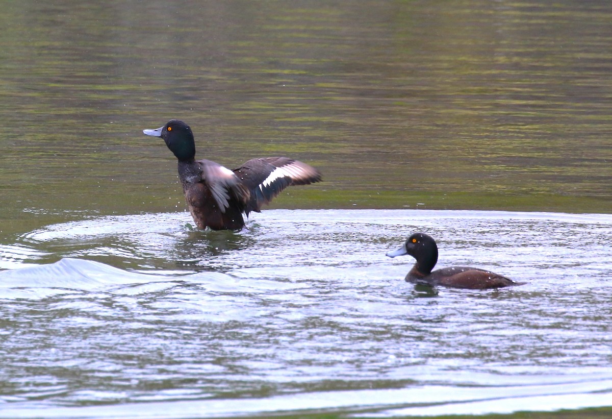 New Zealand Scaup - ML611718963