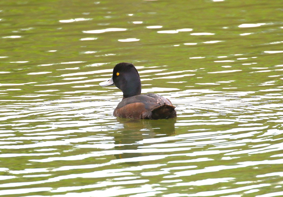 New Zealand Scaup - ML611718966